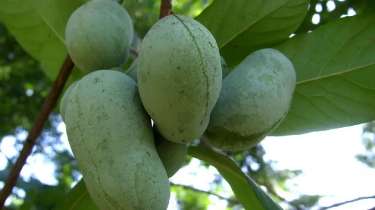 Indijanska banana razmnožavanje - otkrijte sve o uzgoju ukusne voćke