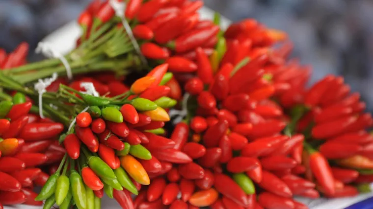 Jalapeno paprika uzgoj