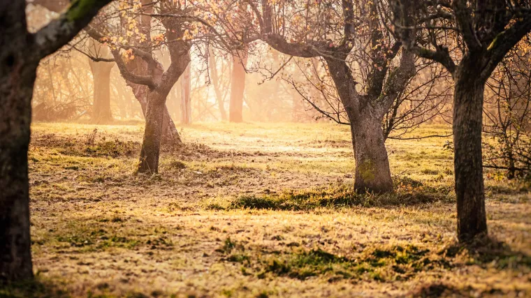 Kako se obavlja zimska gnojidba voćaka u vrtu