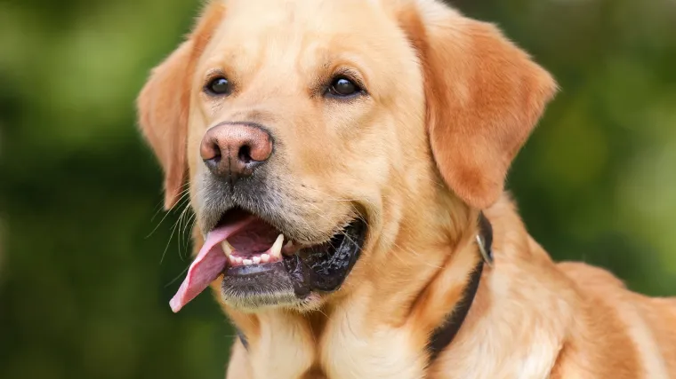 Zašto je zlatni labrador omiljeni kućni ljubimac?