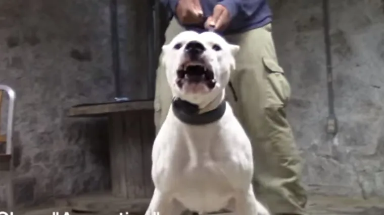 Stručnjaci otkrili vjerojatni uzrok napada doge na bebu