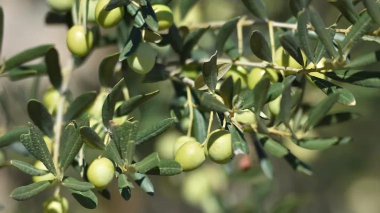 Vegetacija masline i gnojidba masline tijekom vegetacije