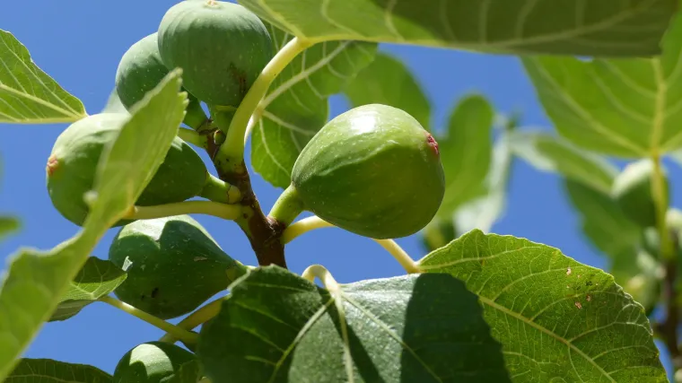 Vegetacija smokve u našim krajevima