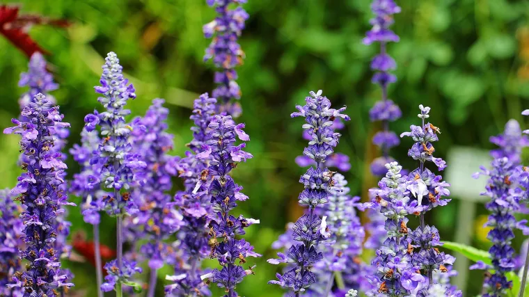 Kako se sadi lavanda?