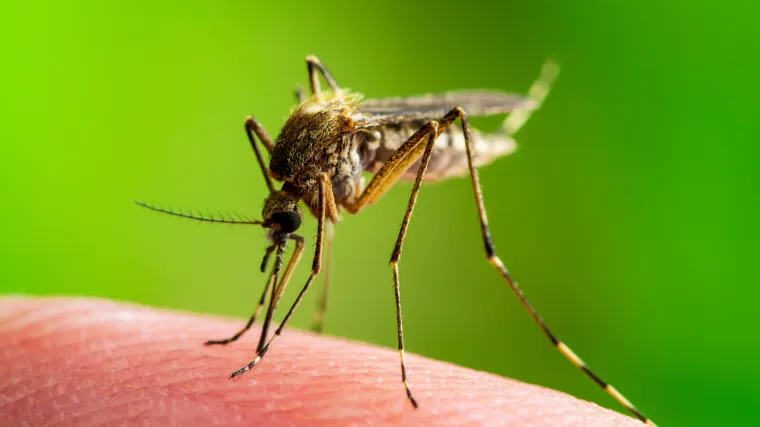 Epidemija na Filipinima: Tropska groznica odnijela više od 600 života
