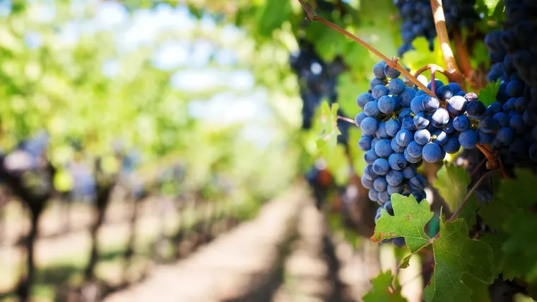Grinje vinove loze: Kako prepoznati grinje na vinovoj lozi?