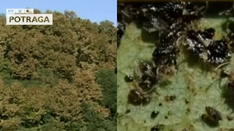 Hrastove stjenice ugrozile šume, stručnjaci upozoravaju na katastrofu: 'Ovo izgleda sablasno'