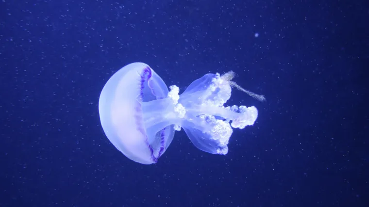 Po čemu se razlikuju slatkovodna meduza i morska meduza