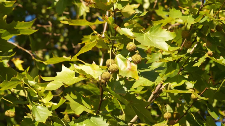 Platana drvo - Znate li kakvo je drvo platana