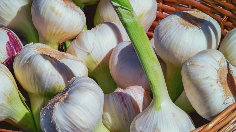 Uzgoj bijelog luka - Savjeti za uzgoj i sadnju bijelog luka
