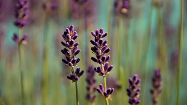Karakteristike biljke zvane egipatska lavanda?