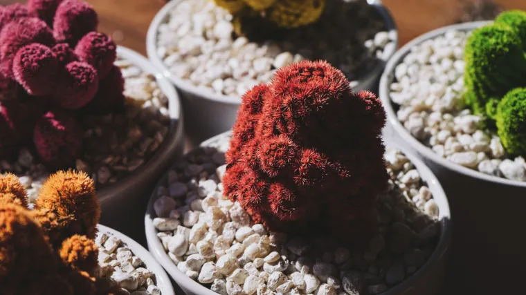 Koje vrste bonsai drveća poznajete?