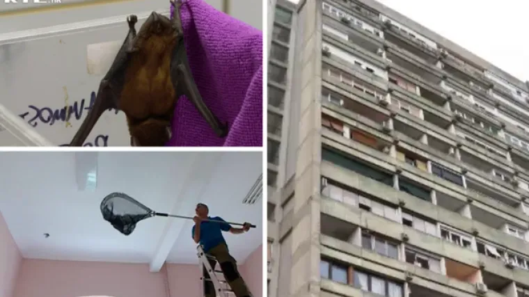 Jedni na balkonu našli njih 17, stručnjaci upozoravaju što raditi ako zalutaju na vaš