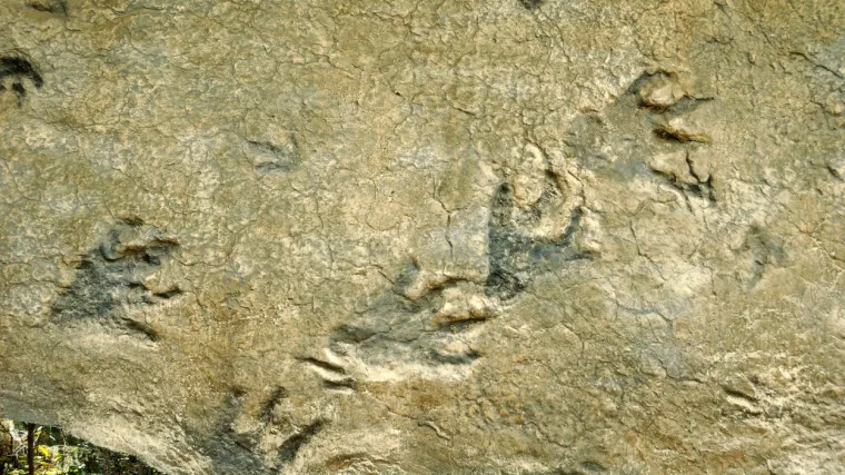 Otkrivena nova vrsta dinosaura, znanstvenici u čudu; ovo bi moglo promijeniti sve što su do sad znali