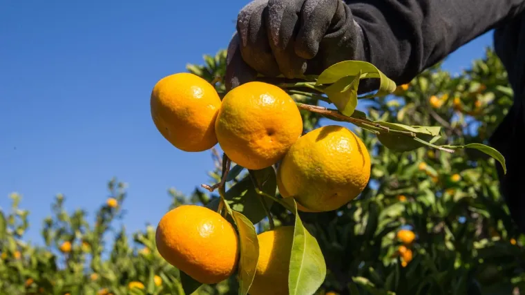 Metkovčanin donirao sedam tona mandarina dječjim bolnicama i domovima