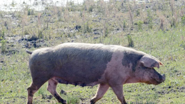 Vlasnici moraju platiti ogromne kazne, a oni tvrde: 'To nisu naše životinje'