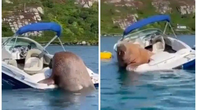 Ovo je Wally, legenda od morža: Debeo je i samo bi se odmorio, ali tako je već potopio flotu brodica u Irskoj
