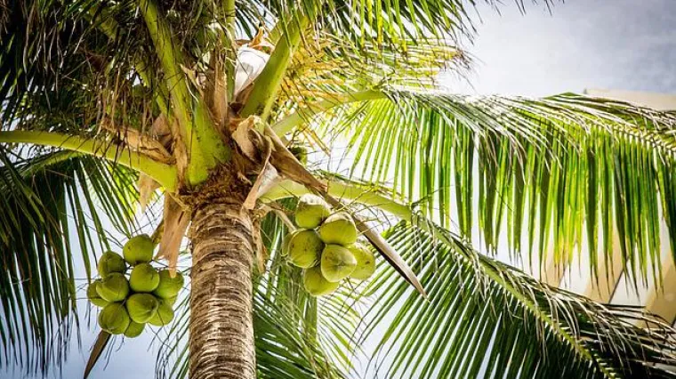 Kokos palma - uzgoj i sadnja kokos palme
