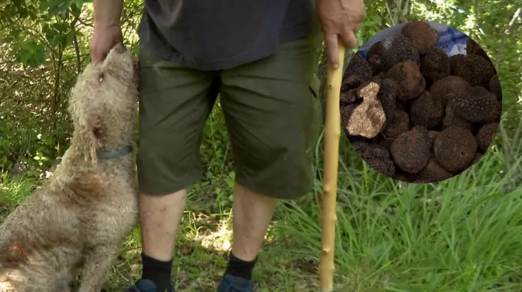 Skrivaju se po cijeloj Dalmaciji, vrijedniji su od zlata - no rijetki ih traže: Bili smo u lovu na zadarske tartufe