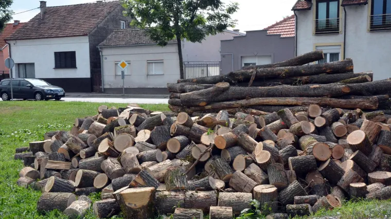 Korumpirani lugar dopustio da se iz šume sijeku i odvoze stabla: Imao je i svoju tarifu po kubiku
