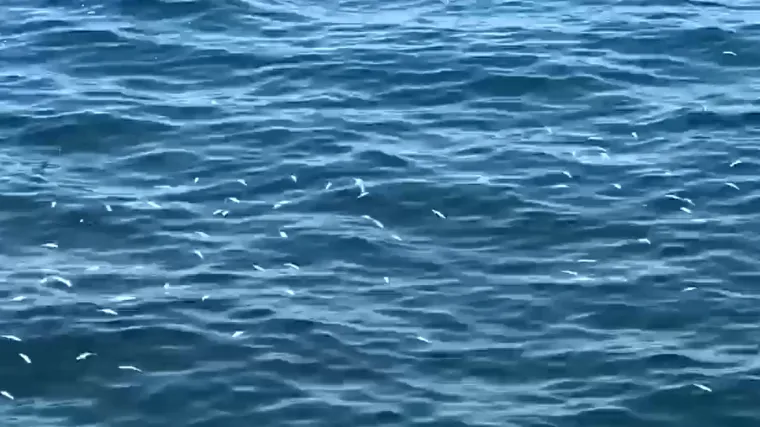 Poznat uzroku pomora riba koje su isplivale na stobrečku plažu: Dogodila se nezgoda na ribarskom brodu