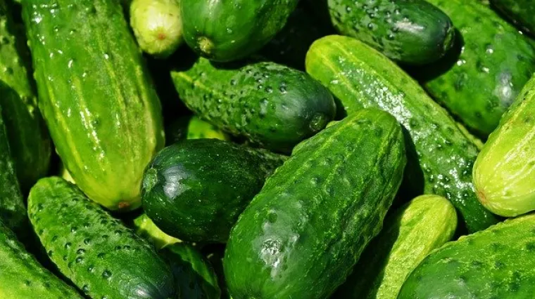 Krastavac - voće ili povrće?