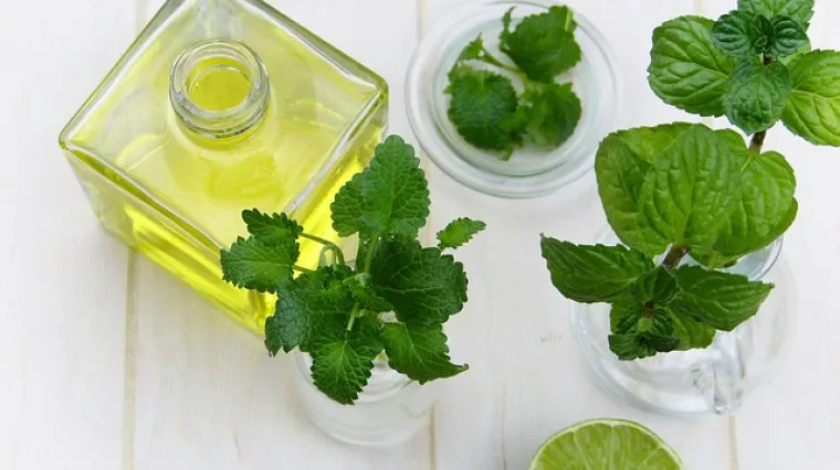 Koje su dobrobiti dugolisne mente? Kako se koristi dugolisna menta?