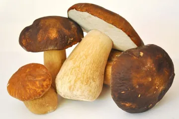 Umak od vrganja s vrhnjem za kuhanje kao prilog uz glavno jelo