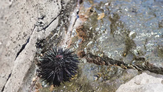Vrebaju na plaži: Liječnica savjetuje što prvo trebate napraviti kad nagazite morskog ježa
