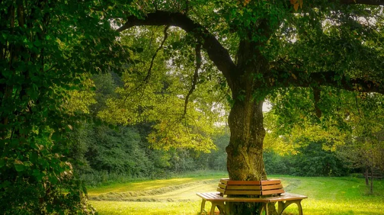 Zaštitite se od sunca i otkrijte koje drvo posaditi za hladovinu