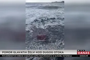 NAJAVA UGINULE ŽELVE + TON ŽELVE