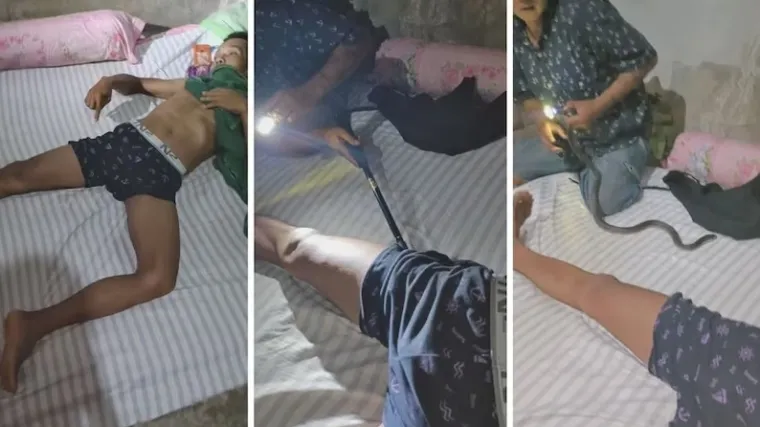 Kobra mu se zavukla u bokserice dok je spavao, dobro ste pročitali - kobra!
