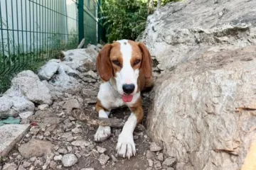 Zita traži dom! Mirna je i nježna duša, a pronađena je u strašnom stanju