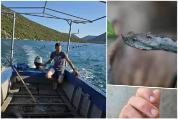 Matka iz Štedrice jučer je ugrizao poskok, ovo je treći put! 'Hvala liječnicima, odsad se držim mora i asfalta'