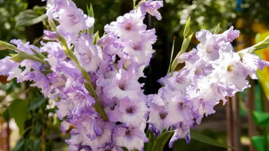 Vodič za uzgoj gladiola: Sve &scaron;to trebate znati za rasko&scaron;ne cvjetove u vrtu i teglama