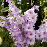 Vodič za uzgoj gladiola: Sve &scaron;to trebate znati za rasko&scaron;ne cvjetove u vrtu i teglama