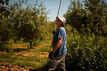Maraska obnavlja nasade u zadarskom zaleđu: cilj je vratiti vi&scaron;e od 100 tisuća stabala vi&scaron;nje maraske