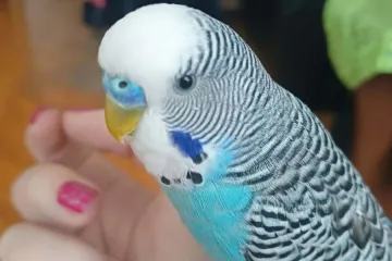 Kako su samo slatke! Morate vidjeti ove papige na&scaron;ih čitateljica
