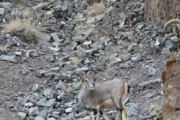 Mnogima je na ovoj fotografiji promaknuo snježni leopardić: Možete li vi uočiti ovog slatkiša?