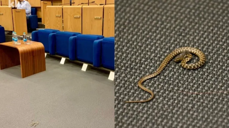 Zmija izazvala kaos u parlamentu: Uvukla se kroz ventilaciju i izazvala paniku