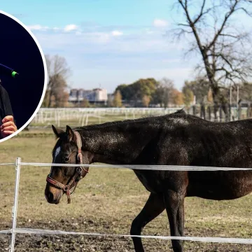 Što će biti s konjima tijekom Thompsonovog koncerta? Farma ponudila rješenje, reagirali i organizatori