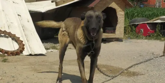 Veterinarska sestra upozorila: 'Provjerite psa nakon šetnje, jedna greška može biti opasna!'