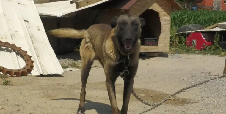 Veterinarska sestra upozorila: 'Provjerite psa nakon šetnje, jedna greška može biti opasna!'