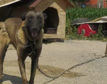 Veterinarska sestra upozorila: 'Provjerite psa nakon šetnje, jedna greška može biti opasna!'