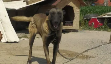 Veterinarska sestra upozorila: 'Provjerite psa nakon šetnje, jedna greška može biti opasna!'