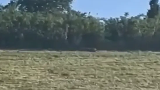 Policija i helikopter traže opasnog predatora, pojavila se snimka: 'Ne približavajte se'