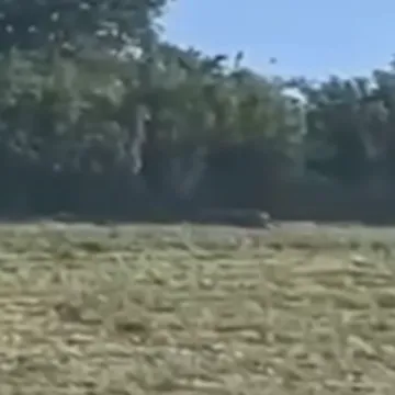 Policija i helikopter traže opasnog predatora, pojavila se snimka: 'Ne približavajte se'