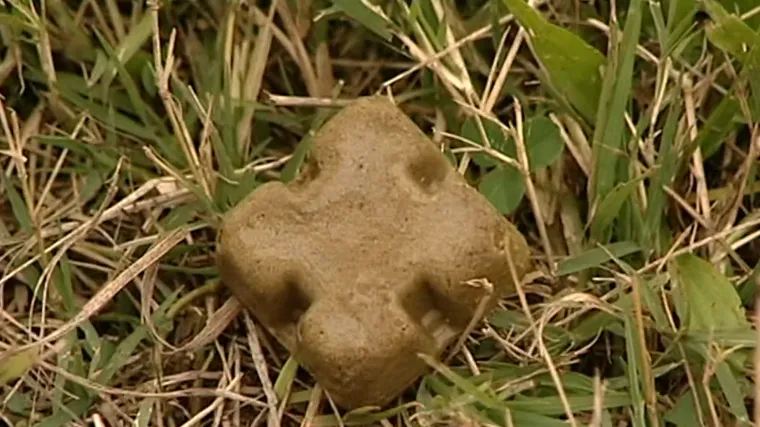 Milijun kolačića za spas lisica: Krenula spektakularna akcija cijepljenja iz zraka