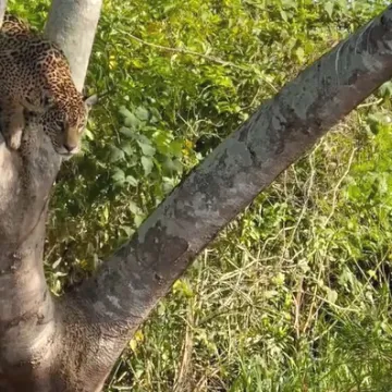 Jaguar iz zasjede napao aligatora, uslijedile su dramatične i krvave scene