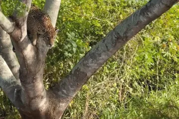 Jaguar iz zasjede napao aligatora, bitka za goli život bila je do posljednjeg trenutka dramatična
